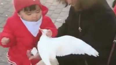 When you want to feed a pigeon...