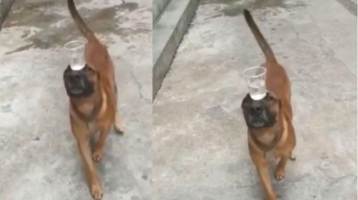 Este perro puede trabajar como camarero. ¡Menudo equilibro!