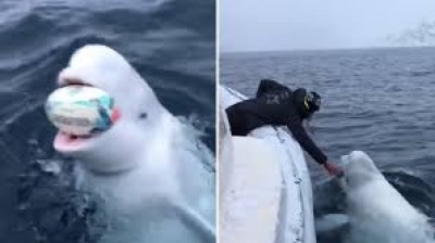 ¡Alucinante! Una beluga jugando al rugby con unos marineros