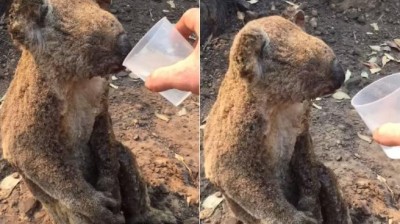 Save a koala from burning to death in the Australian fires