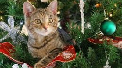 Les chats et les sapins de Noël