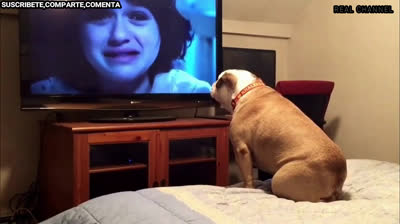 Viral video of a bulldog watching Anabelle