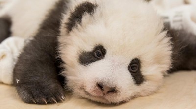 A panda bear with hiccups! The most tender image of the day