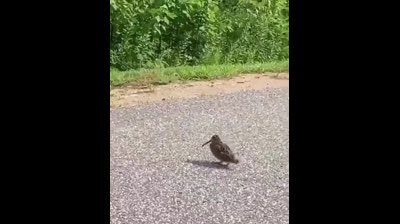 Crossing the road with rhythm