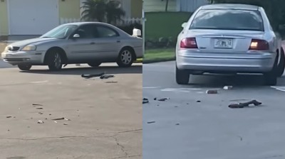A DRIVER dog sows chaos in Florida