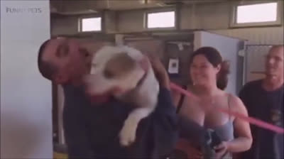 8 Emotional reunions between dogs and their owners