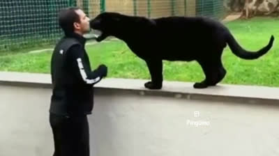 TOP 5 reunions between carers and their animals