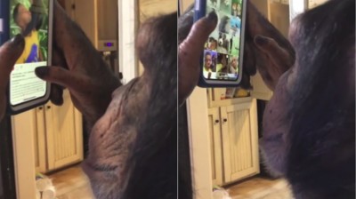 The monkey who knows how to use Instagram perfectly. Amazing!