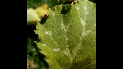 Huerto Urbano | Mariquita Amarilla
