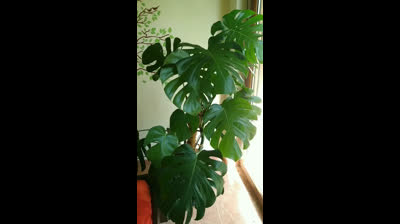 Huerto Urbano | Cómo hacer esqueje de Monstera