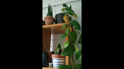 Huerto Urbano | Abonado del Pothos