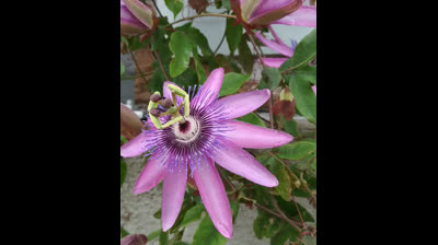 Huerto Urbano | Flor de la pasión