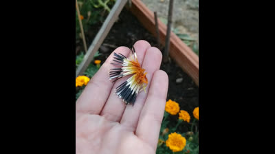 Huerto Urbano | Cosecha de semillas de tagete