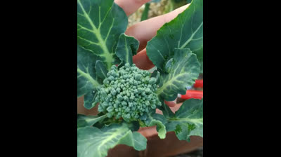 Huerto Urbano | Cómo conseguir una cosecha extra de brocoli