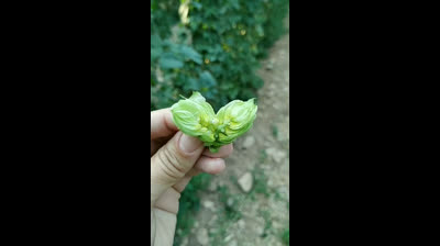 Cultivo de Lúpulo en La Rioja (España)