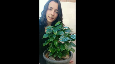 Huerto Urbano | Cultivo de café en macetas