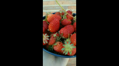 Huerto Urbano | Cultivo de fresas en jardineras