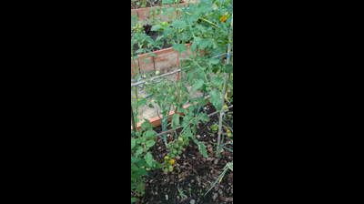 Huerto Urbano | Poda & entutorado de los tomates