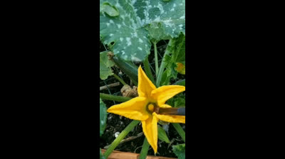 Huerto Urbano | Polinización manual del calabacín