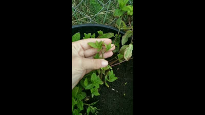 Huerto Urbano | La forma correcta de podar menta & hierbabuena