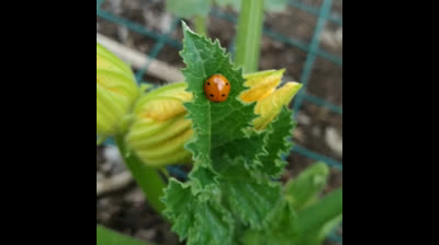 Huerto Urbano | Mariquita roja