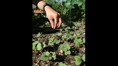 Huerto Urbano | Aclareo de los rabanitos