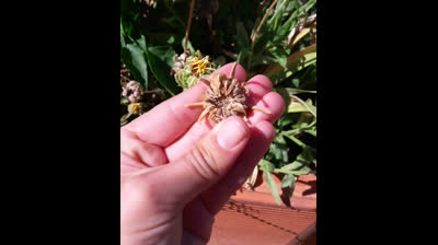 Huerto Urbano | Cosecha de semillas de caléndula