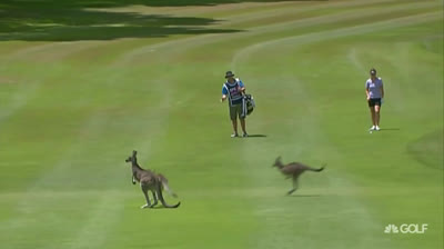 5 Animales que se encontraron durante el LPGA