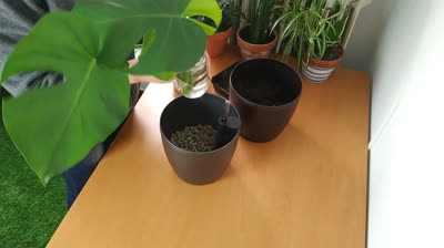 Trasplante de esqueje de Monstera