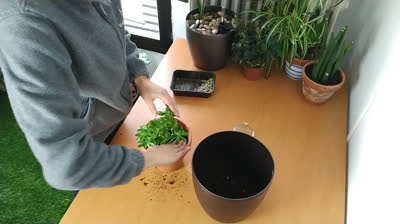 Trasplante de esqueje de suculenta