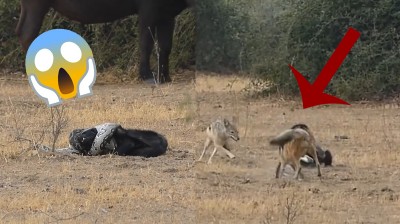 La batalla de animales más ÉPICA con un final INESPERADO