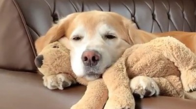 A este perro le encanta jugar con peluches...