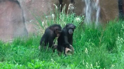 S ynchronized chimpanzees