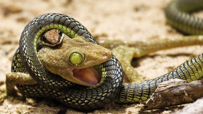 The incredible escape of a lizard to fight for his life