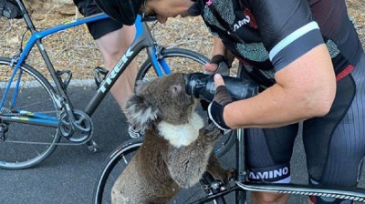 Il video commovente di un koala che chiede acqua a un ciclista