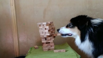 El perro que es un crack jugando al jenga