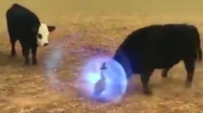 L'oiseau indestructible : personne ne peut le blesser