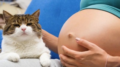 How to Prevent Toxoplasmosis During Pregnancy
