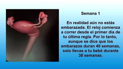 El desarrollo del feto durante el embarazo