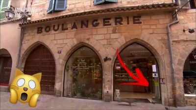 Cat crashes into a glass door