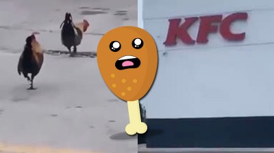 The truth about KFC Chicken