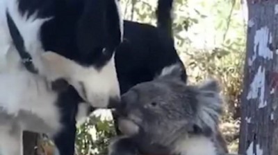 Dog shares its water with a koala in Australia