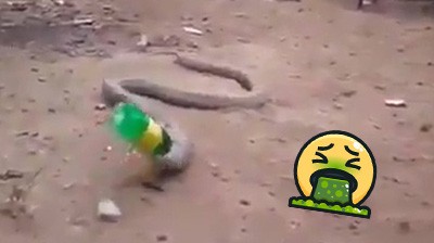 Cobra throwing up a plastic bottle