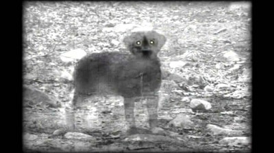 Cuando los animales ven fantasmas...