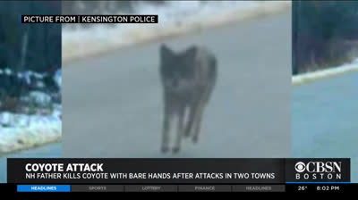 Dad strangled coyote with his bare hands to save his son