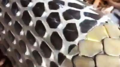 Astonishing video of a cobra shedding its skin