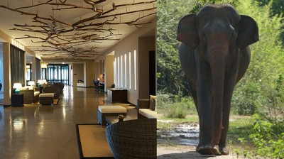 A wild elephant sneaks in a luxury hotel in Sri Lanka