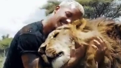 Leoni molto innamorati