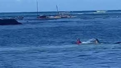Foca ataca a un bañista en Hawái