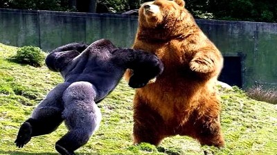 Los animales más fuertes del mundo